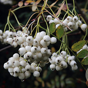 Sorbus gonggashanica 125-150 cm 5,0L