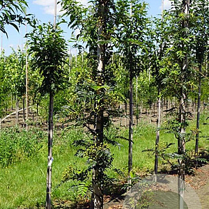 Sorbus 'Joseph Rock' 6-8 HO draadkluit