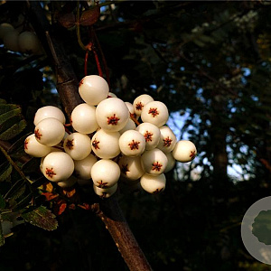 Sorbus munda 150-175 cm 5,0L
