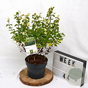 Symphoricarpos Symphony Rock 30-40 cm 3,0L