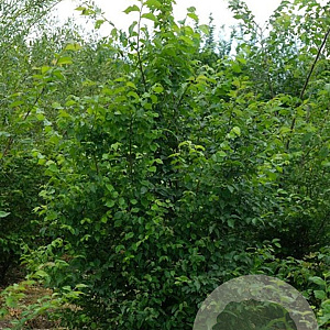 Ulmus glabra 200-250 cm draadkluit meerstammig