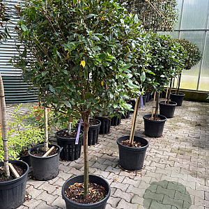 Viburnum tinus 70 cm stam 35L Halfstam bol