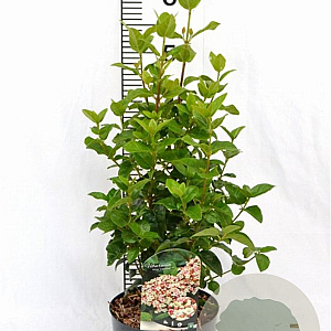 Viburnum tin. Lisarose 40-50 cm 3,0L