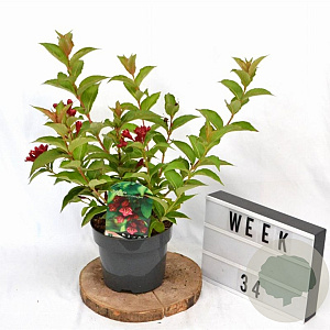 Weigela Cherry Love 30-40 cm 3,0L