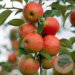 Malus d. Highwood 6-8 HO draadkluit