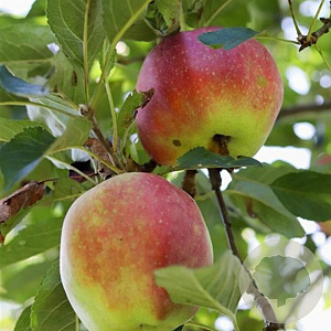 Malus d. Jonagold Highwood 6-8 HO draadkluit