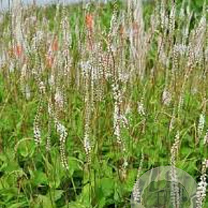 Persicaria a. 'Alba' plantgoed P9