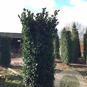 Prunus l. Etna 250-300 cm draadkluit struik