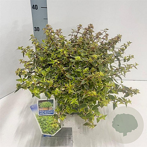 Abelia grandifl. Jelly Beans 25-30 cm 3,0L