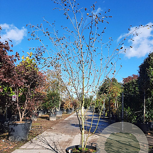 Betula utilis 200-250 cm container meerstammig