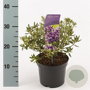 Rhododendron 'Blue Silver' 20-25 cm 2,0L