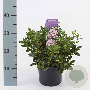 Rhododendron 'Blue Tit' 15-20 cm 2,0L