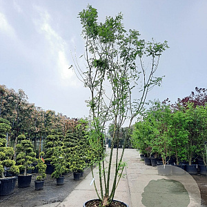 Styphnolobium j. 'Regent' 350-400 cm container meerstammig