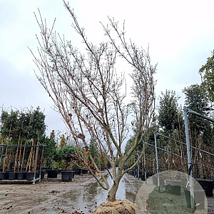Cornus k. 'Schmetterling' 250-300 cm draadkluit meerstammig 175-200 diameter