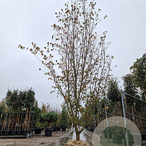 Cornus 'Norman Hadden' 400-450 cm draadkluit