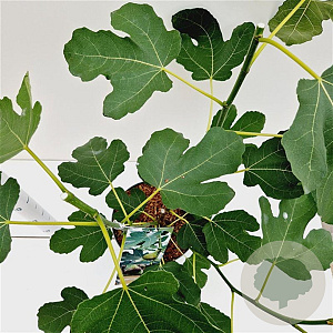 Ficus car. 'Brown Turkey' 60-80 cm 7,5L