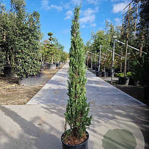 Cupressus semp. 'Pyramidalis' 125-150 cm container meerstammig