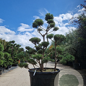 Pinus sylvestris 175-200 cm cont. 500L bonsai