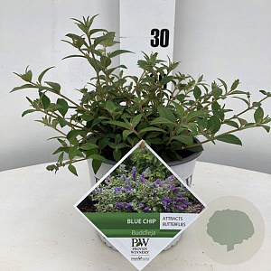 Buddleja 'Blue Chip' GM C3