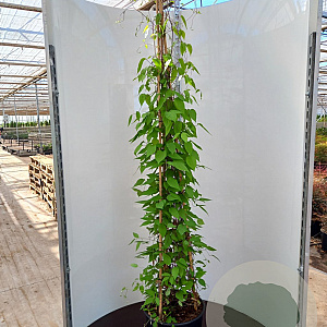 Clematis 'Rouge Cardinal' 150-175 cm 20L met stok