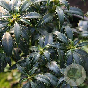 Ilex aq. Heckenzwerg 20-25 cm 3,0L