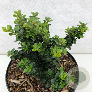 Ilex crenata 'Dwarf Pagoda' 15-20 cm 2,0L