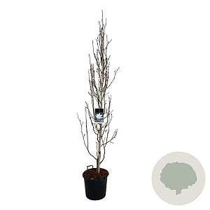 Magnolia kobus Isis 225-250 cm 30L extra