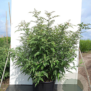 Rubus thibetanus 'Silver Fern' 175-200 cm 20L 3 stok