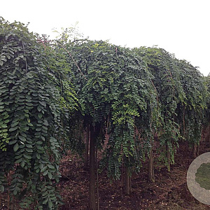Styphnolobium japonica 'Pendula' 300-350 cm cont. 110L BEVEERD