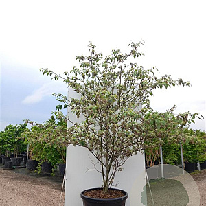 Cornus alternifolia 'Silver Giant' 200-250 cm cont. 80L