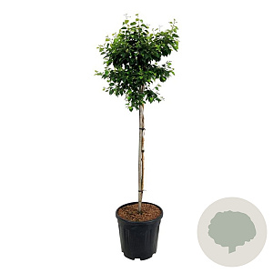Betula pendula 'Magical Globe' 90 cm stam 15L