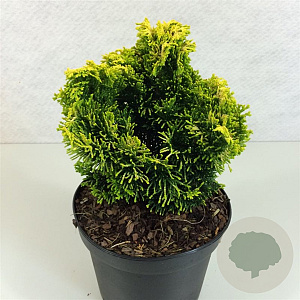 Chamaecyparis obtusa 'Andorra' 15-20 cm 2,0L