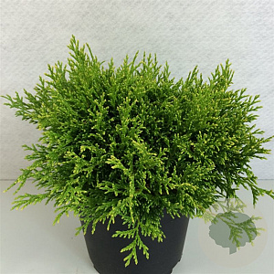 Chamaecyparis p. 'Filip's Hap. Day' 25-30 cm 3,0L