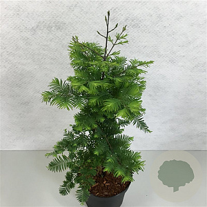 Metasequoia gl. 'Hamlet's Broom' 60-70 cm 30L