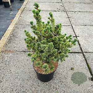 Pinus parv. 'Glauca' 30-40 cm 7,5L