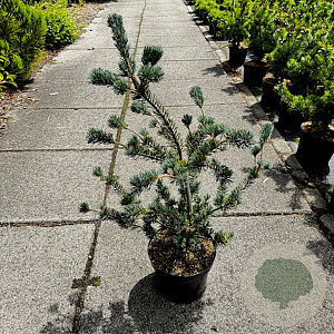 Pinus parv. 'Saphir' 70-80 cm 10L