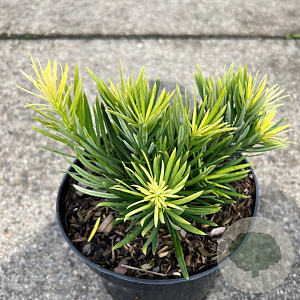 Podocarpus macrophyllus var. maki 'Kinme' 20-25 cm 3,0L
