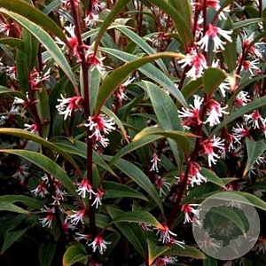 Sarcococca hookeriana 'Purple Stem' 60-80 cm 20L breed