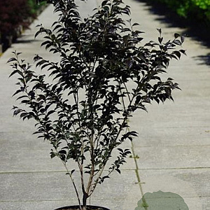 Styrax japonicus 'Evening Light' 100-125 cm 20L beveerd 
