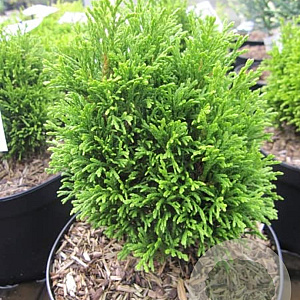 Thuja occ. 'Krasnal' 25-30 cm 5,0L