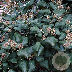 Hedera col. 'Fall Favourite' 20-30 cm C1.5