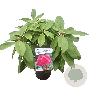 Rhododendron 'Anna Rose Whitney' 30-40 cm 5,0L struik