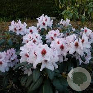 Rhododendron Graffito 60-70 cm 20L