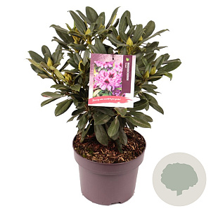 Rhododendron 'Orakel' 30-40 cm 5,0L