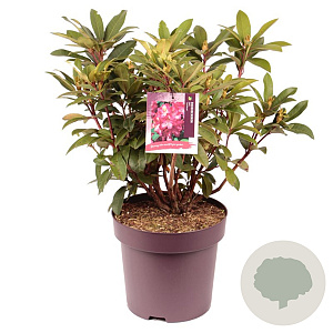 Rhododendron 'Wilgen's Ruby' 40-50 cm 13L