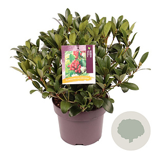 Skimmia j. 'Temptation' 30-40 cm 5,0L zonder bes