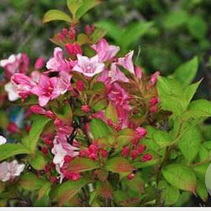 Weigela Carnaval 30-40 cm 3,0L