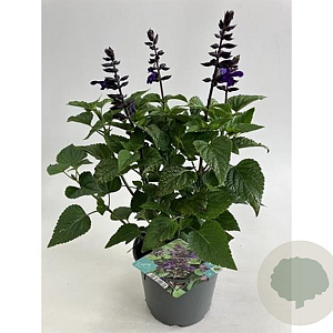 Salvia Salgoon Lake Onega Improved GM C3