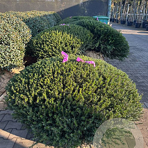 Taxus b. 'Renke's Kleiner Grüner' 110-120 cm draadkluit platte bol