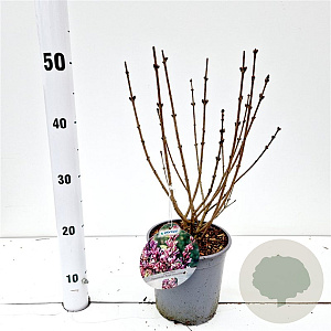 Syringa meyeri Flowerfesta Purple 30-40 cm 2,5L